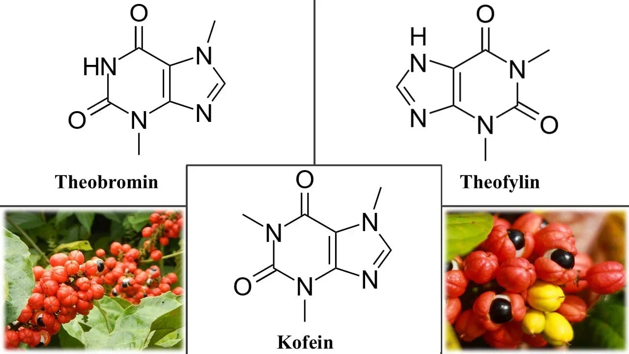 Wissenschaftlicher Artikel zu Guarana – Vertrieb von Kratom World