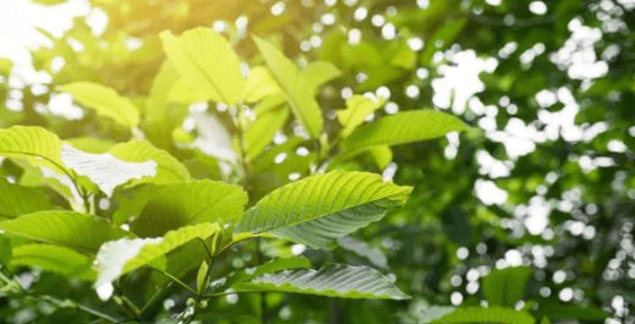 Entdecken Sie, wie Sie Kratom in Ihre Lieblingsgerichte einbauen können