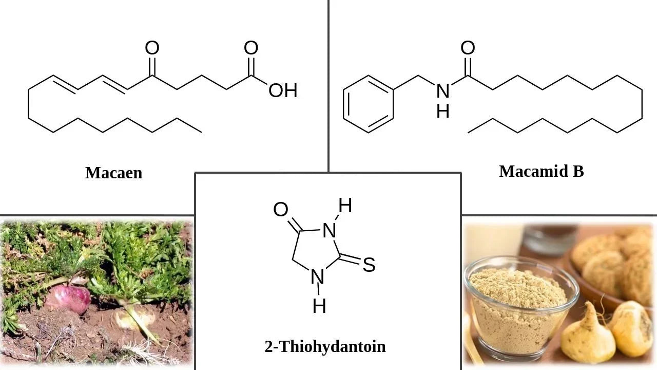 Pflanzliches Maca-Vitalitätselixier – Wissenschaftlicher Artikel von Kratomworld