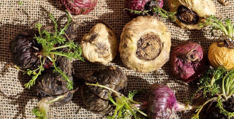 Adaptogene für Stress, Energie und Immunität Kratomworld Artikel