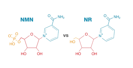 Hoe NAD+ en NMN helpen veroudering tegen te gaan en de energie te verhogen