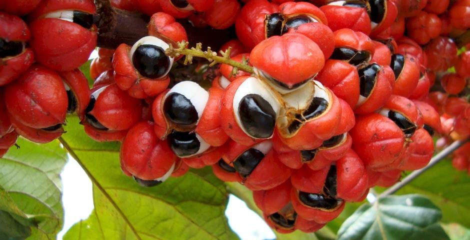 Natuurlijke energiebronnen: Guarana, groene thee, Extra Joss en meer