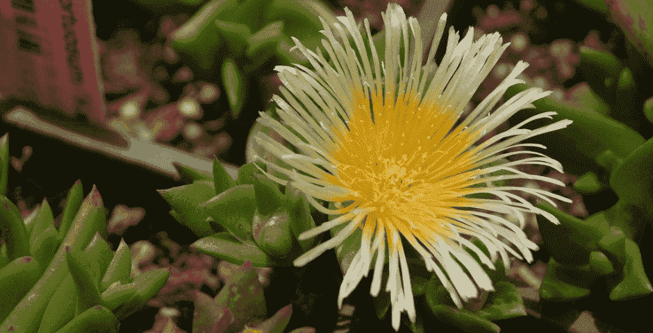 Kanna: Oorsprong, Huidig ​​Gebruik en Unieke Effecten