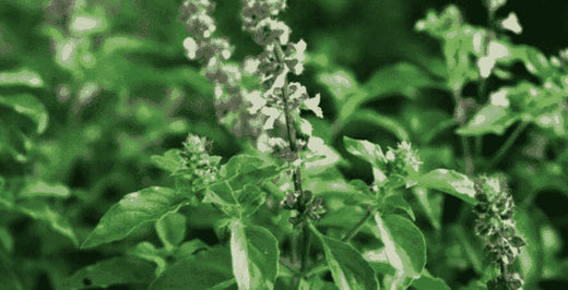 Kratom World Basilikum Tulsi Alkohol Kratom grün Verkauf Kratom