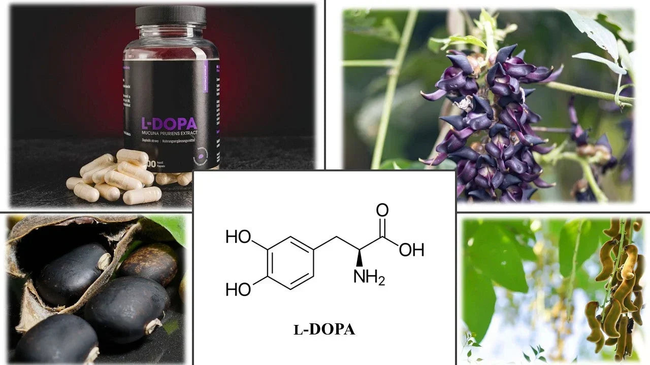 L-Dopa bei Kratomworld erhältlich