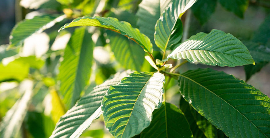 Wat is Mitragyna speciosa?