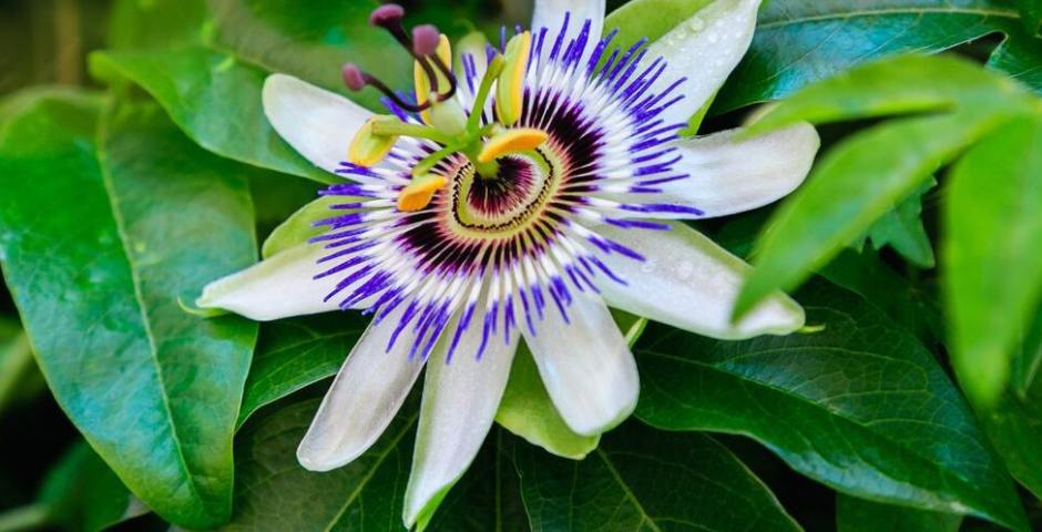 Passiflora-extract: natuurlijke ondersteuning voor een rustgevende slaap en stressbeheersing