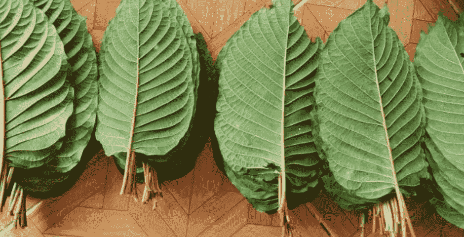 Kratom tailandés: sus efectos, historia y diferencias con el Kratom indonesio