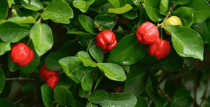 Acerola, natuurlijke vitamine C