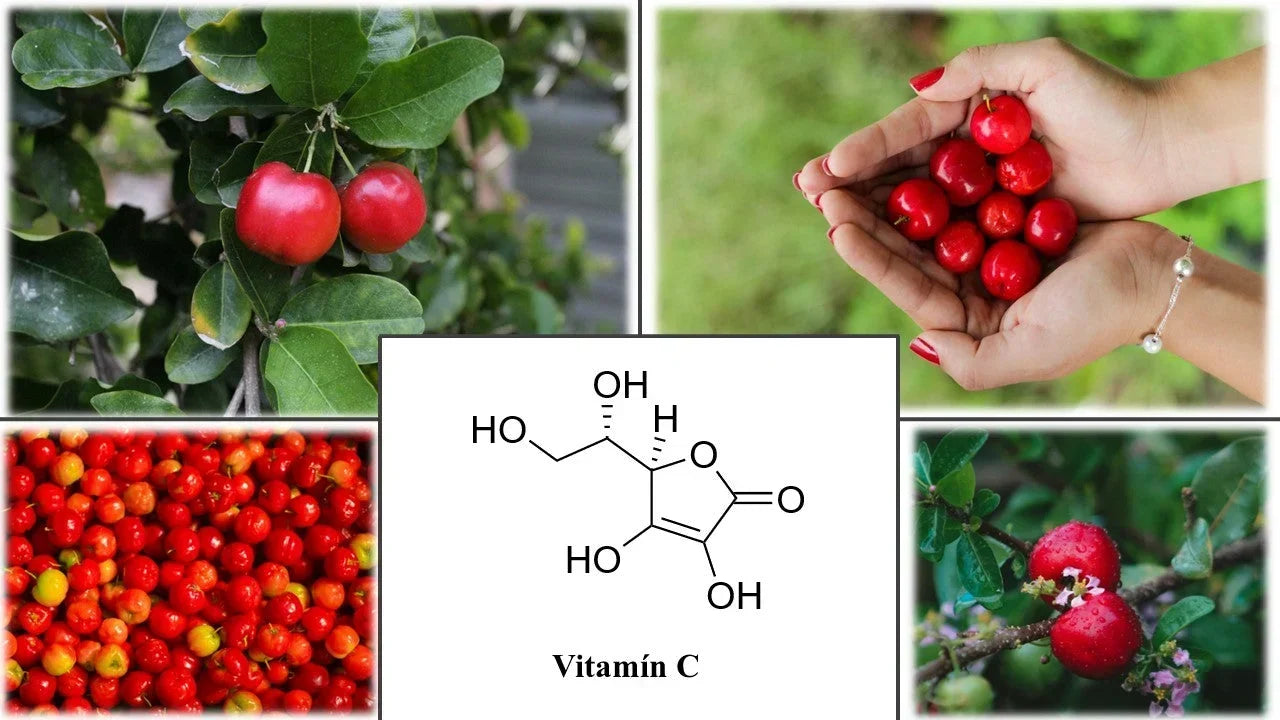 Acerola-Collage Kratomworld