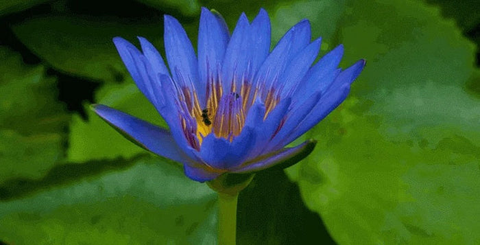 kratom world blue lotus selling kratom world tee