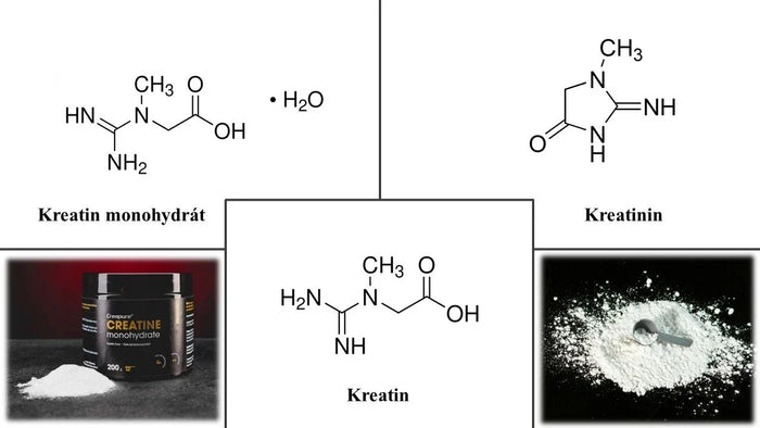 Kreatin-Collage: wissenschaftlicher Artikel