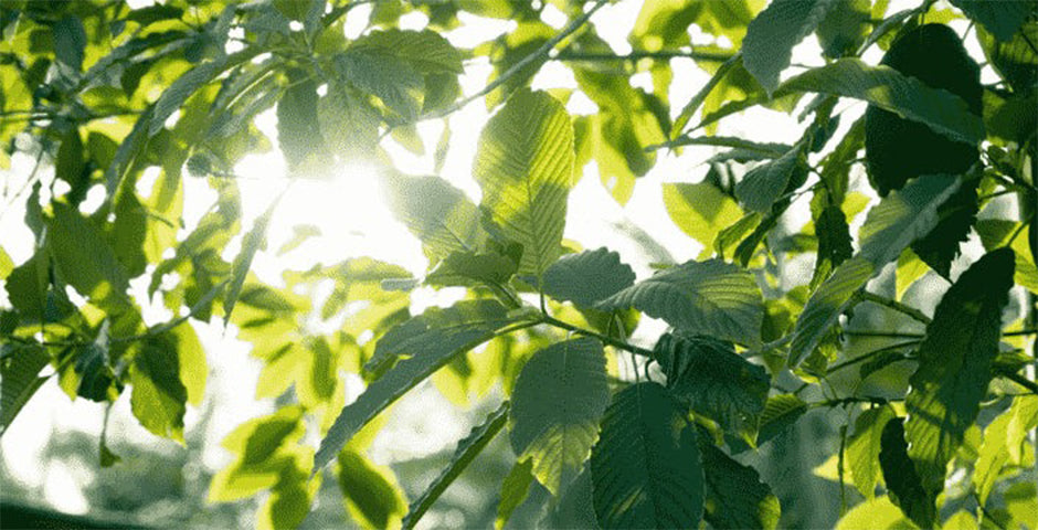 KRATOM - HERKUNFT UND VERARBEITUNG