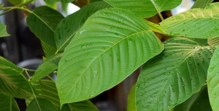Kratom anbauen Header