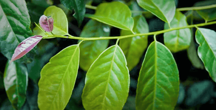 Wayusa alias Guayusa, Die Wirkung, Zuberreitung und herkunft