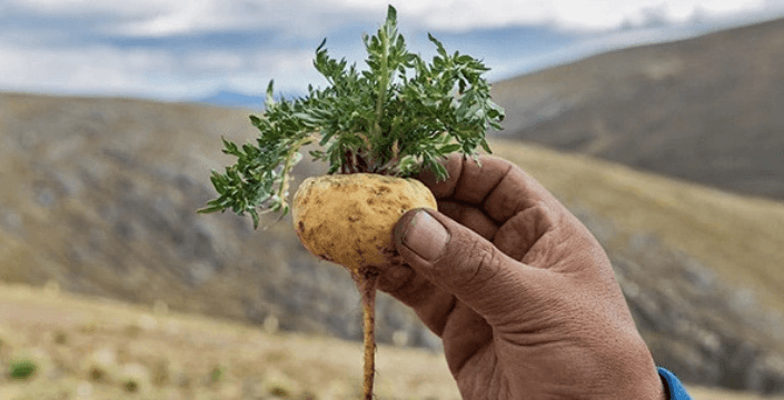 Peruaanse Maca en alles wat u erover moet weten